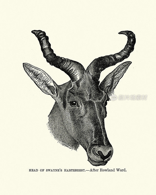 斯威恩的hartebeest (Alcelaphus buselaphus swaynei)，羚羊